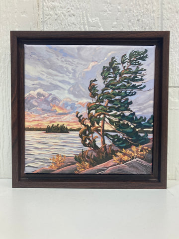 Granite Island Windswept 8 Limited Edition 8x8 Framed Canvas Print